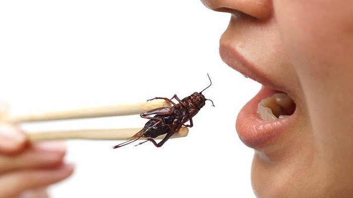 Ăn côn trùng có lợi cho đường ruột