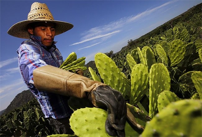 Cây xương rồng Mexico - (Ảnh: AFP).