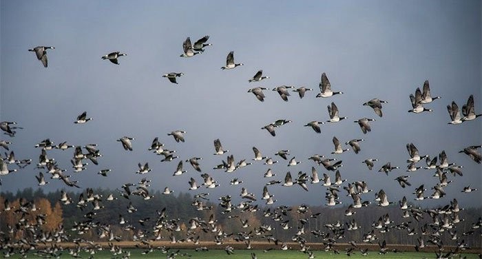 Đàn ngỗng cùng bay đi tìm nơi sinh sôi mới - (Ảnh: GETTY IMAGES).