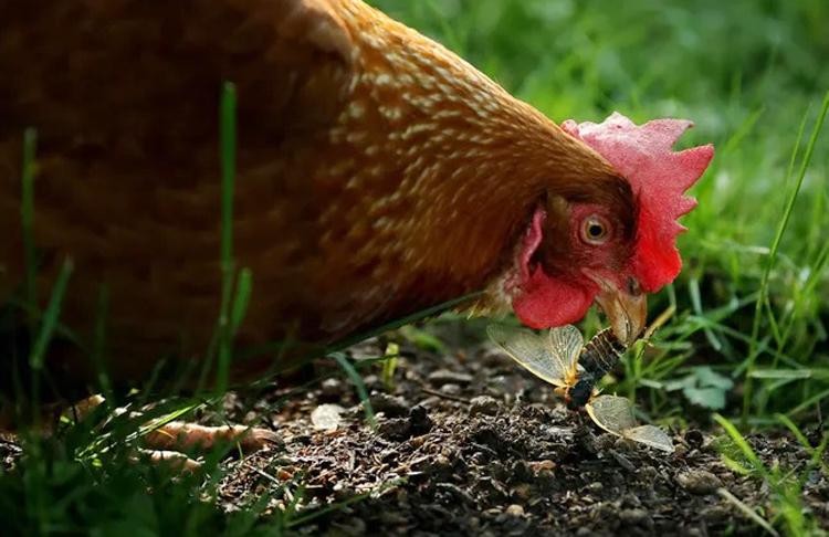 Gà và gia cầm có liên quan đến dịch bệnh nhiễm khuẩn salmonella tại Mỹ trong thời gian qua. Ảnh: Getty Images