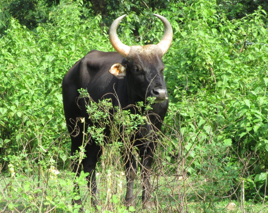 WWF kêu gọi khẩn trương nhất trí cơ chế mới giúp chặn đứng tình trạng mất đa dạng sinh học