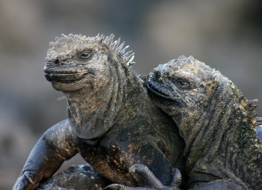 El Nino ảnh hưởng nghiêm trọng đến loài cự đà biển ở quần đảo Galapagos