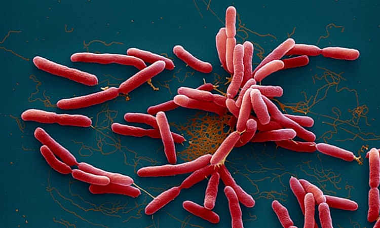 Hàn Quốc báo cáo ca tử vong đầu tiên do vi khuẩn “ăn thịt người” trong năm 2024