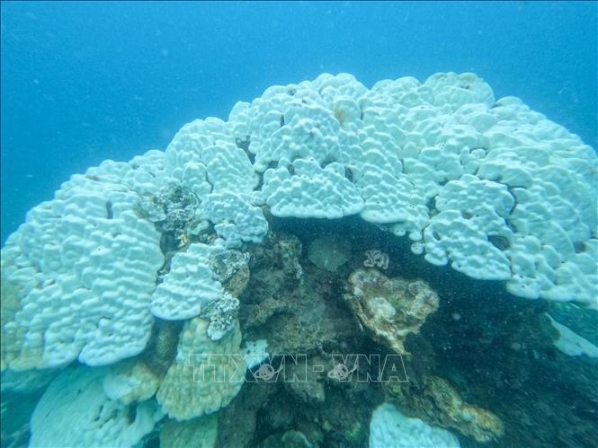 Tái diễn hiện tượng san hô chết, bị tẩy trắng tại Côn Đảo