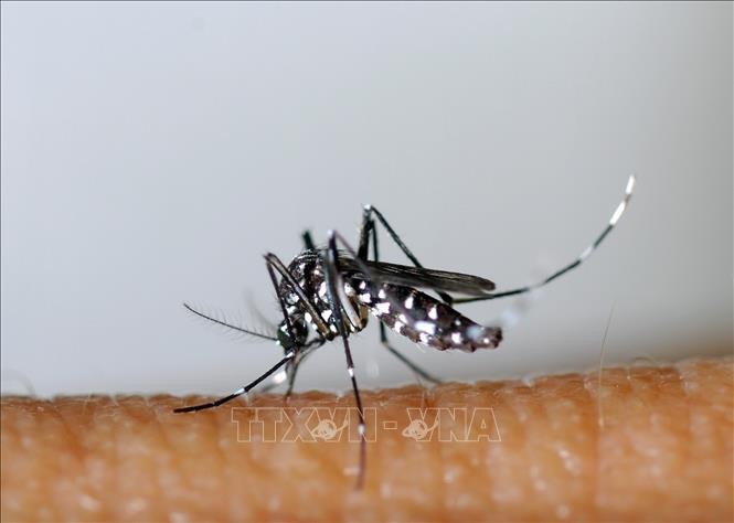 Tìm ra cơ chế hút máu giúp mở ra hướng mới trong phòng bệnh truyền nhiễm do muỗi