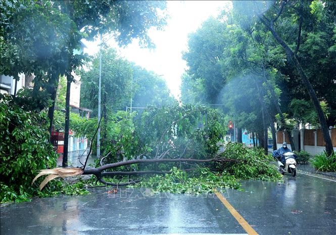 Các biện pháp phòng, tránh tai nạn cây đổ, điện giật do ảnh hưởng của mưa bão