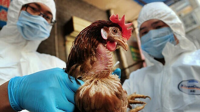 Giới khoa học lo ngại ca H5N1 có dấu hiệu thích nghi với người