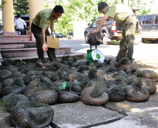 WWF đưa ra cảnh báo khẩn, ngừng phá hủy thiên nhiên để kiềm chế dịch bệnh 