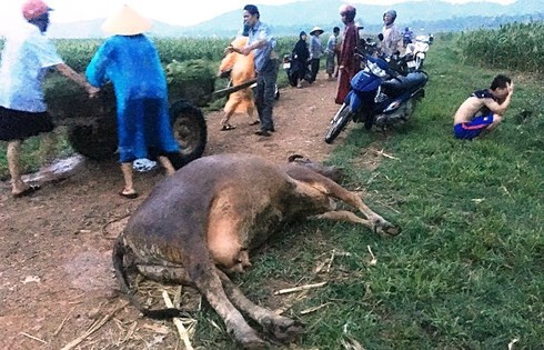 Hiện trường nơi bà K. bị sét đánh tử vong.