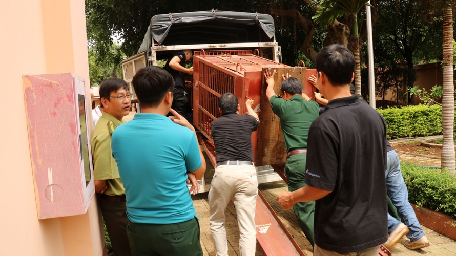 Đưa gấu lên xe tải