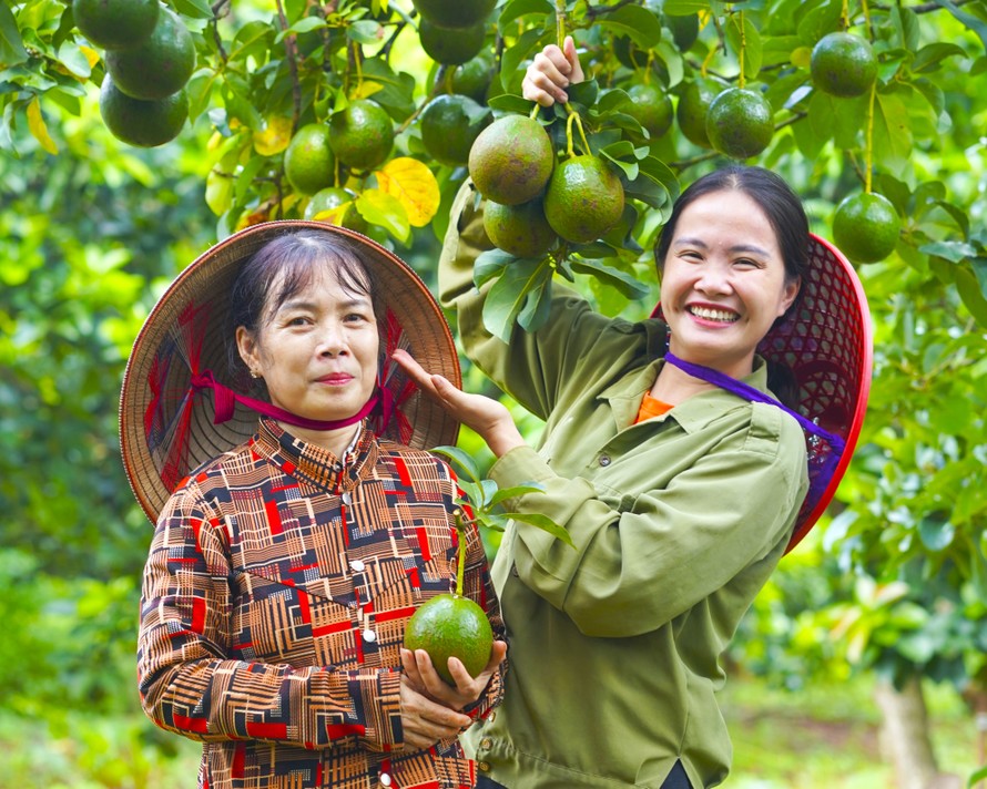 Cùng Hana Ban Mê, Non Khăn Rằn khám phá giá trị của trái bơ booth chuẩn VietGAP