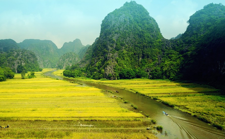 Ngắm mùa vàng Tam Cốc đẹp lung linh giữa trời non nước