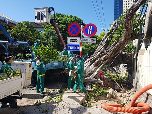 Vì sao Đà Nẵng cắt tỉa hàng chục ngàn cây xanh giữa mùa nắng nóng?