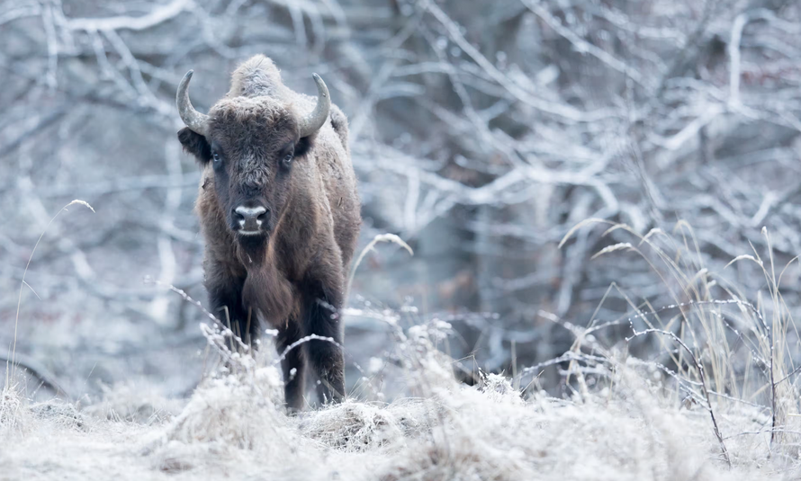 Bò rừng bison có khả năng hấp thụ CO2 đáng kinh ngạc. Ảnh: Michel Doutemont