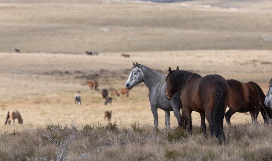 Hơn 5.000 ngựa hoang bị tiêu hủy tại Vườn quốc gia Kosciuszko. Ảnh: Mike Bowers/The Guardian
