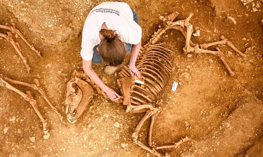 Hài cốt ngựa 2.000 năm tuổi được tìm thấy tại Pháp. Ảnh: Hamid Azmoun/Inrap