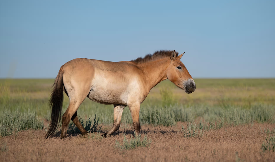 Ngựa hoang trở lại Kazakhstan sau hai thế kỷ vắng bóng. Ảnh: D Rosengren/Global Rewilding Alliance