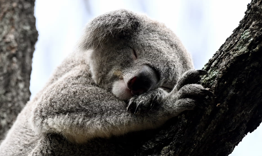 Austraulia xây dựng hành lang sinh thái để bảo tồn loài koala. Ảnh: Dan Himbrechts/AAP