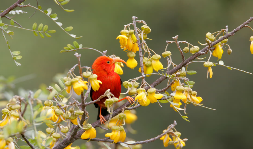 Chim ong mật, loài chim mang tính biểu tượng của Hawaii. Ảnh: Photo Resource Hawaii/Alamy