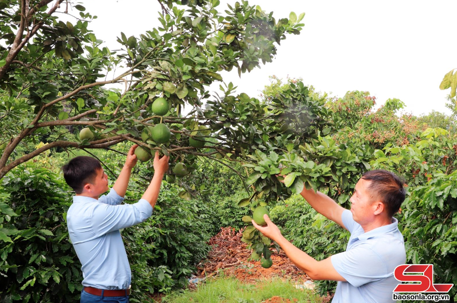 Mô hình trồng bưởi diễn xen canh với cà phê của nông dân xã Chiềng Ban, huyện Mai Sơn.