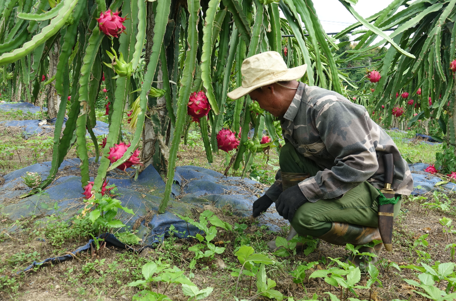 Nông dân xã Nà Bó, huyện Mai Sơn sử dụng bạt phủ nông nghiệp tránh cỏ dại và giữ ẩm cho cây thanh long.