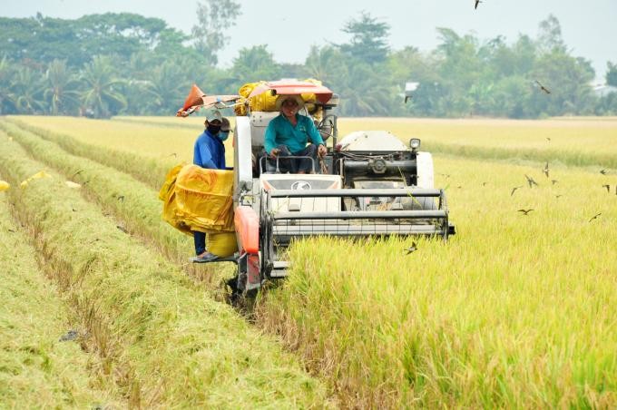 Hợp tác xã nông nghiệp 339 trồng lúa hữu cơ cho năng suất cao, giảm phát thải