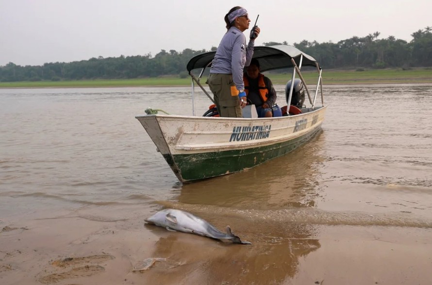 Một con cá heo chết trên hồ Tefé vào ngày 18/9/2024. Ảnh: Leonardo Benassatto/Reuters.