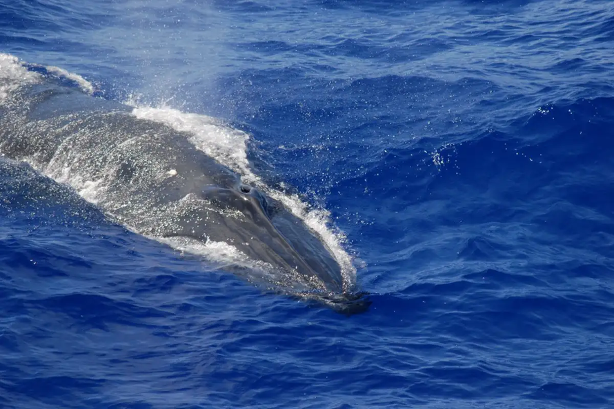 Một con cá voi Bryde trồi lên mặt nước để lấy không khí. Ảnh: NOAA Fisheries