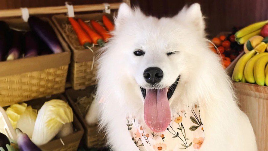 Chú Samoyed 2 tuổi tên OK, có một “công việc” bán thời gian tại một quán cà phê dành cho chó. Ảnh: Jane Xue/CNN