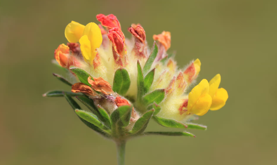 Hình ảnh hoa kidney vetch. Ảnh: Sabena Jane Blackbird/Alamy