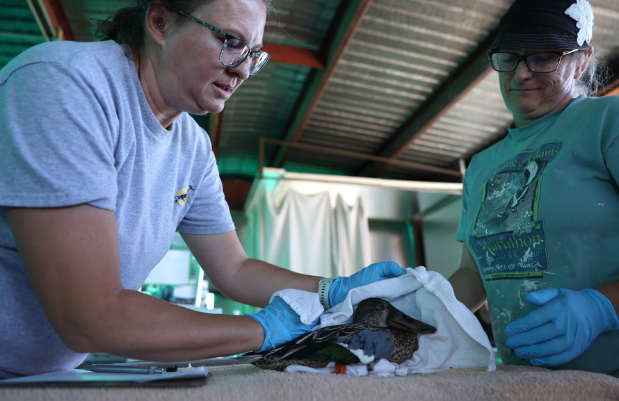 Tình nguyện viên của Duck Hospital khám bệnh cho vịt tại Dorris, California. Ảnh: Justin Sullivan/Getty Images