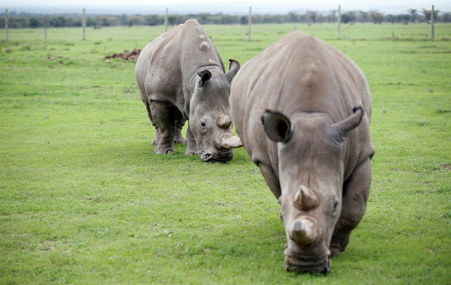 Hai con tê giác phương Bắc cuối cùng trong khu vực bảo tồn Ol Pejeta tại Vườn quốc gia Laikipia, Kenya. Ảnh: REUTERS/Baz Ratner