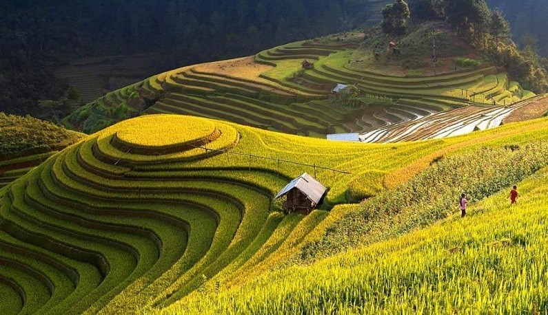 "Tiếng gọi mùa vàng" - Trải nghiệm ruộng bậc thang Hoàng Su Phì