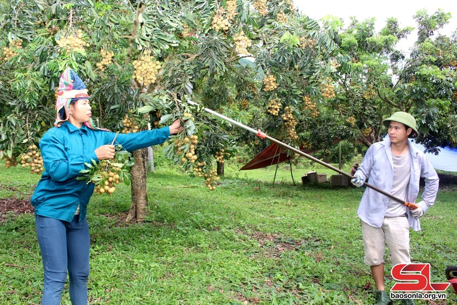 Nông dân Sông Mã thu hoạch nhãn.