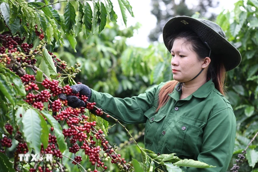 Công nhân thu hoạch cà phê ở Đắk Lắk. Ảnh: Tuấn Anh/TTXVN.