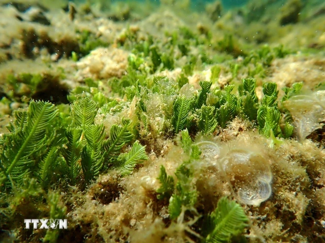 Hệ sinh thái rong và cỏ biển thuộc Khu bảo tồn biển Vườn quốc gia Núi Chúa (huyện Ninh Hải, Ninh Thuận). Ảnh: TTXVN.
