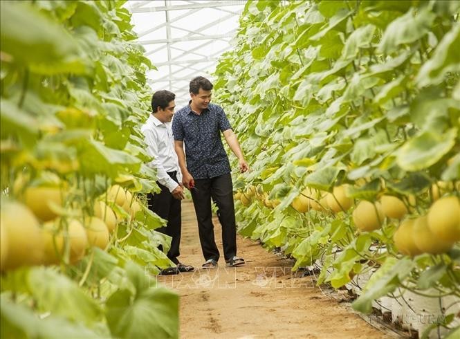 Mô hình canh tác dưa lưới trong nhà lưới ứng dụng công nghệ cao tại xã Châu Bình, huyện Giồng Trôm (Bến Tre). Ảnh minh họa: Hồng Đạt/TTXVN.