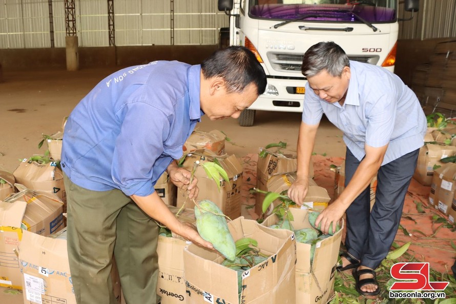 HTX Dịch vụ nông nghiệp Toàn Thắng, xã Nà Nghịu, liên kết thu mua xoài tượng da xanh.