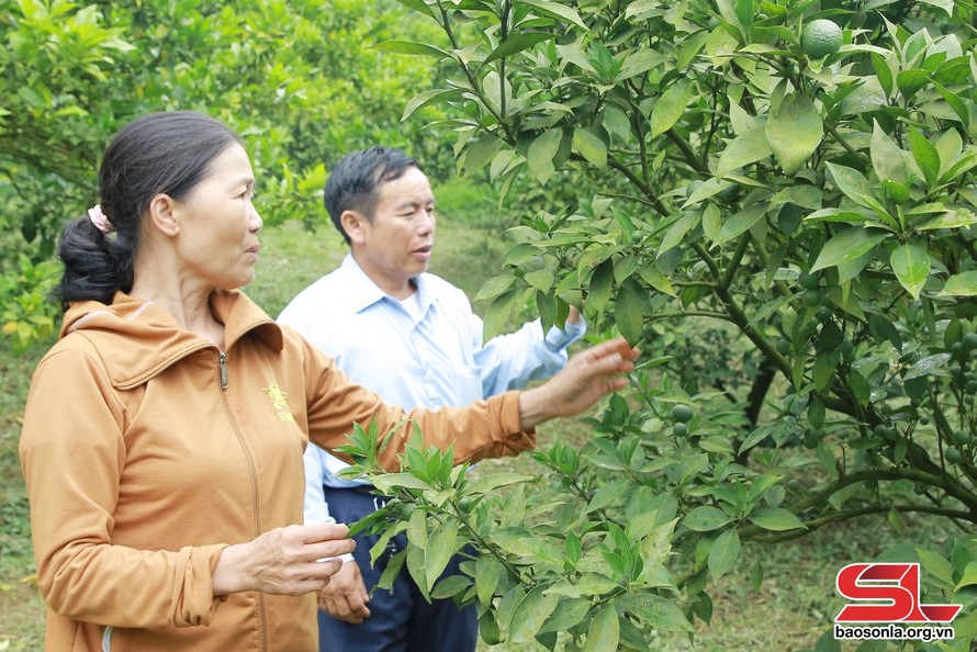 HTX nông nghiệp hữu cơ Meha, xã Vân Hồ trồng cam đường canh theo hướng hữu cơ.