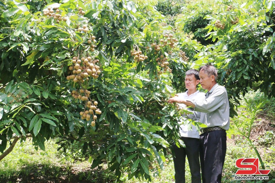 Mô hình trồng nhãn của hội viên Chi hội nông dân bản Mường Nưa, xã Mường Lầm, huyện Sông Mã.