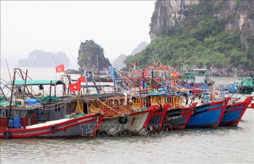 Quảng Ninh sẽ tổ chức ra quân đồng loạt tại các địa phương ven biển để xử lý nghiêm những chủ tàu cá chây ỳ, không đảm bảo các quy định về thủ tục. Ảnh minh họa: TTXVN.