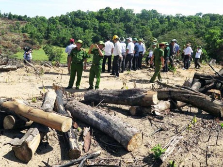 Bắt Giám đốc, chủ mưu vụ phá gần 61 ha rừng