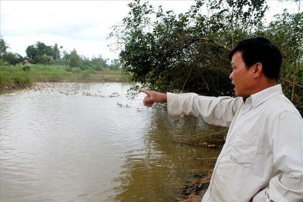 Ông Nở rất hoang mang và lo lắng vì đàn vịt của mình cũng đang chết dần do ăn phải cá chết. 