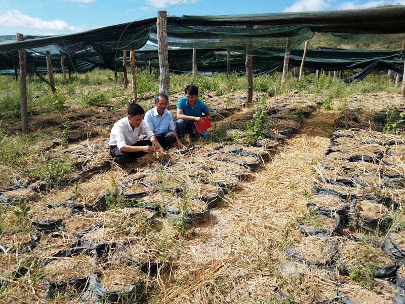 Vườn 12.000 bì gừng nhà ông Phùng Tất Thắng đã quá vụ thu hoạch