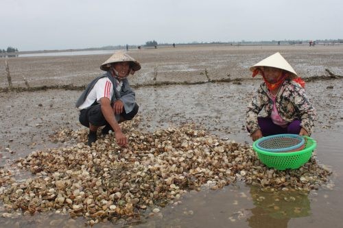 Vợ chồng ông Phạm Ngọc Dũng, chủ bãi nghêu ở xã Cẩm Lĩnh đứng trước khối tài sản đang chết