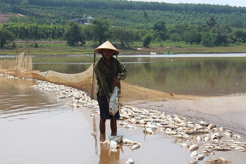 Cá chết hàng loạt không rõ nguyên nhân tại đập Bình Hà (Bình Phước)