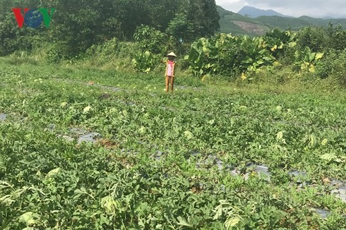 Những cánh đồng dưa chín rộ ở Quảng Ngãi.