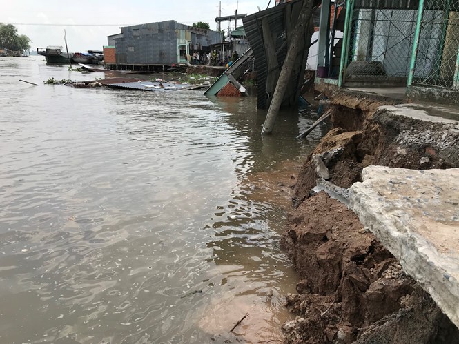 Đoạn sạt lở lại nằm ngay vị trí cong “cánh cung” bị luồng chảy từ sông Hậu “đâm” trực diện