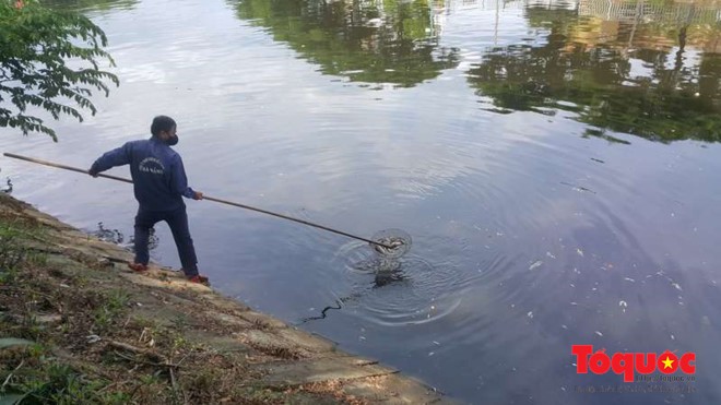 Công nhân vớt cá chết trên sông Phú Lộc...