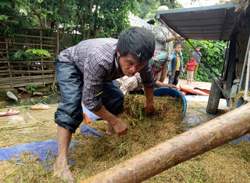 Nông dân trồng lúa ở Mường Mít bất lực trước sự tàn phá của lũ, cố ra đồng bới đất tìm từng bông lúa đem về rửa, phơi để sử dụng. Ảnh: S.T.L